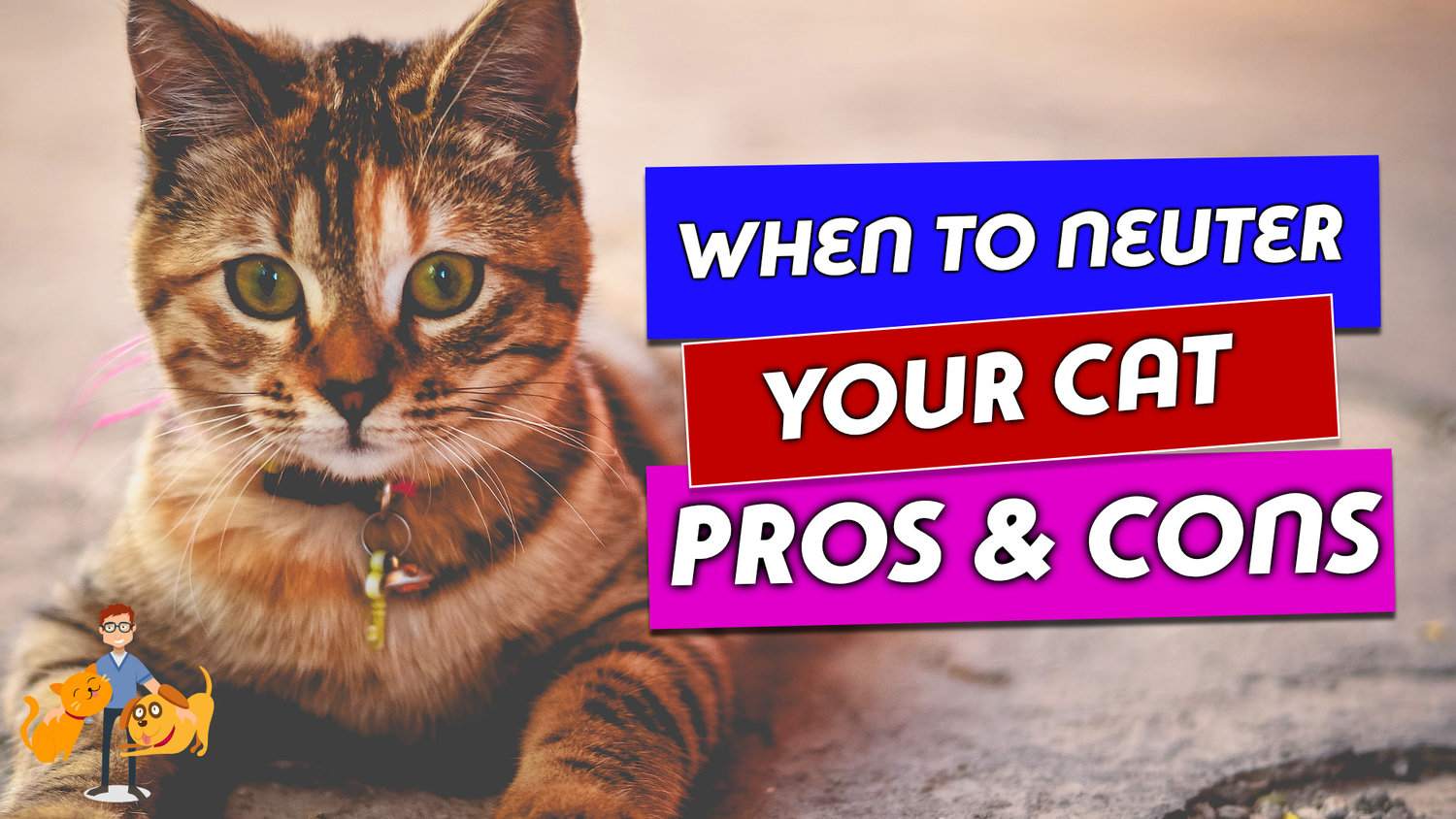When Should You Neuter a Cat and Why the risks and benefits — Our Pets