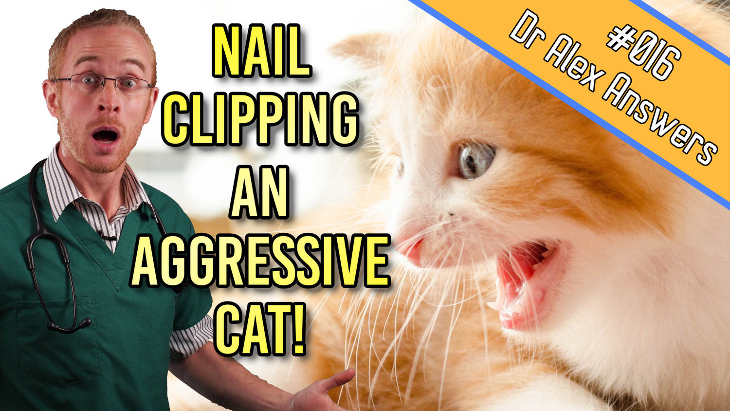 How to Clip a Cat's Nails (when they're trying to kill you!) — Our Pet's  Health
