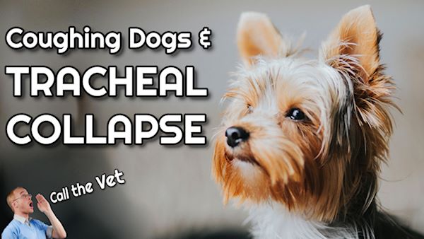 dog tracheal collapse home treatment