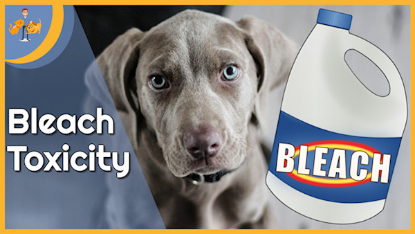 Bleach Poisoning In Dogs — Our Pet's Health