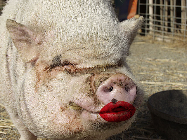 Image result for pig with lipstick