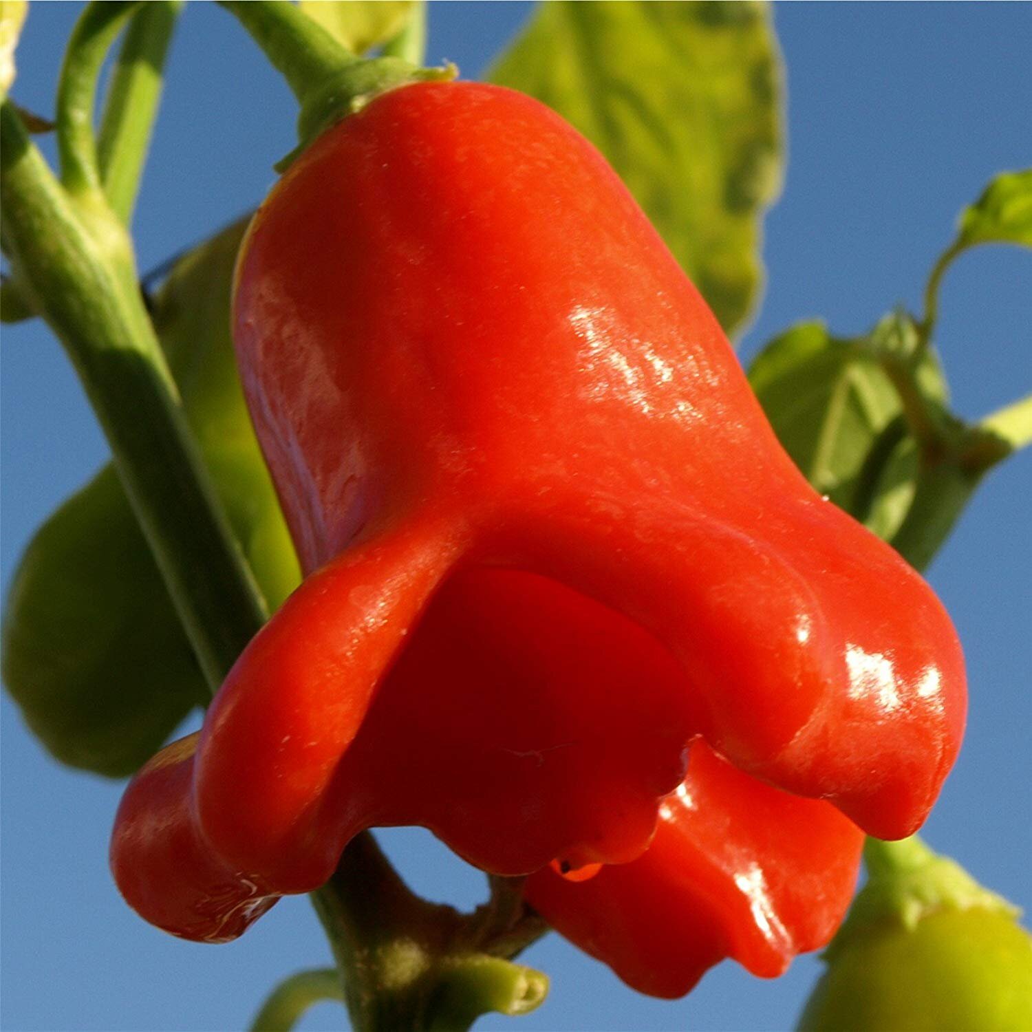 20 Bell Chilli Pepper/Bishop's Crown Seeds Organic Grown in Qld Mild Decorative