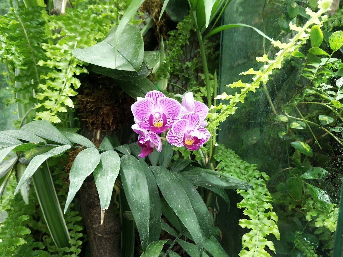 A History Of Orchids