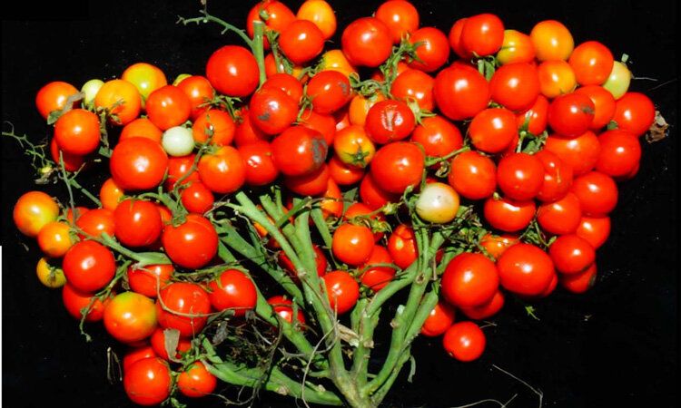 New Gene Edited Bunched Tomato Variety Suitable For Urban