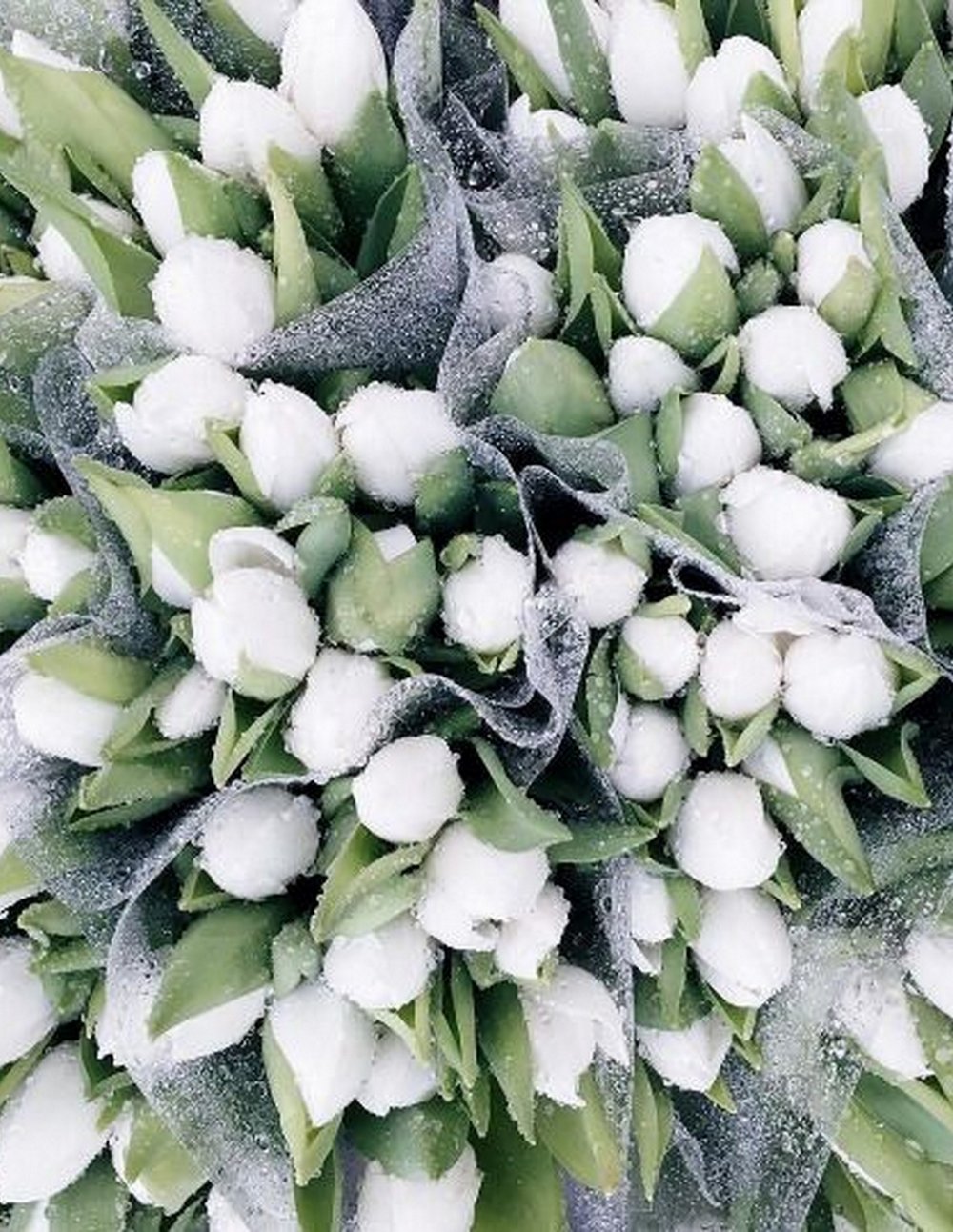 Winter white Tulips :: House of Valentina