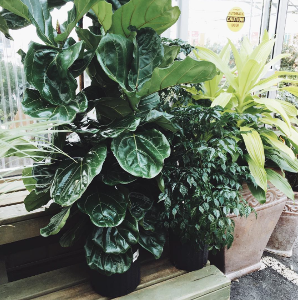 Fiddle Fig :: House of Valentina