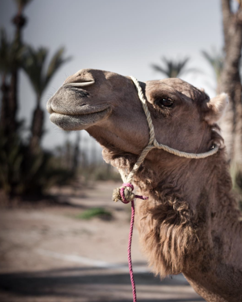 Hello, Camel