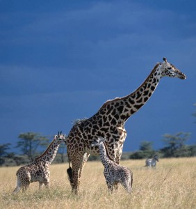 Moremi giraffes