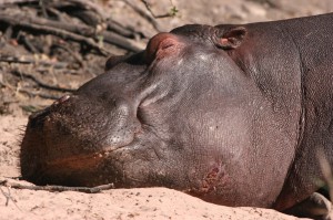 sleeping Chobe hippo