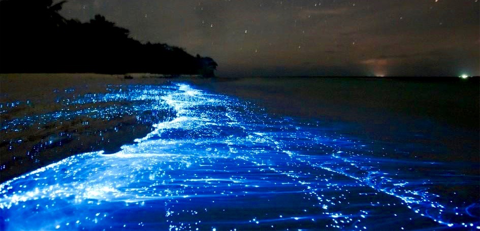 Image result for bioluminescence point reyes