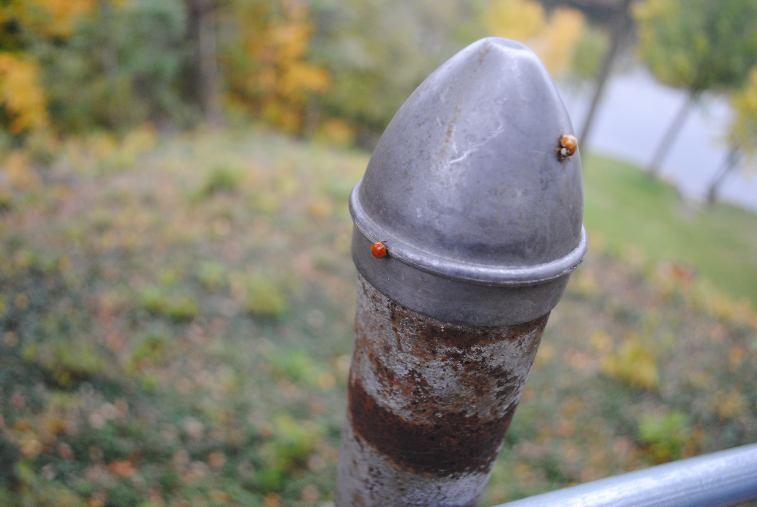 Ladybug invasion in late fall? A sign of good things to come...