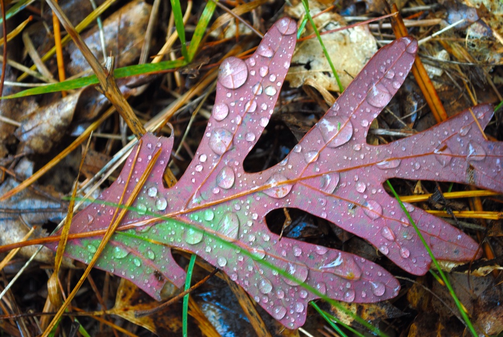 Proof of my obsession with water droplets on fallen leaves | Photo Credit: Terri Spaulding