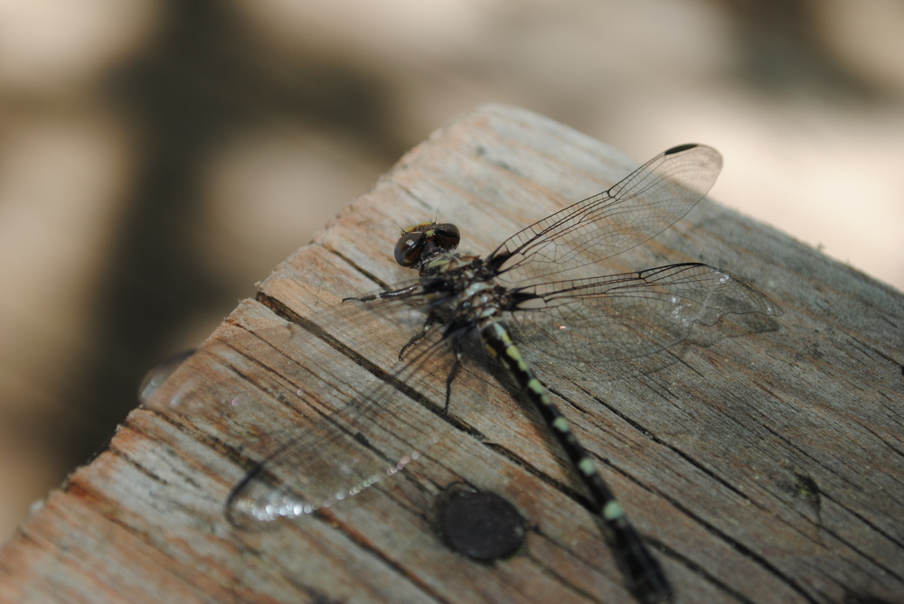 Dragonflies were all around me this past weekend. They are symbols of change and transformation.