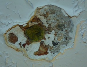 Mold found in the girls’ bathroom on the seventh floor of Enterprise Hall.  This is located on the ceiling in a shower.   Photo by Che Sullivan