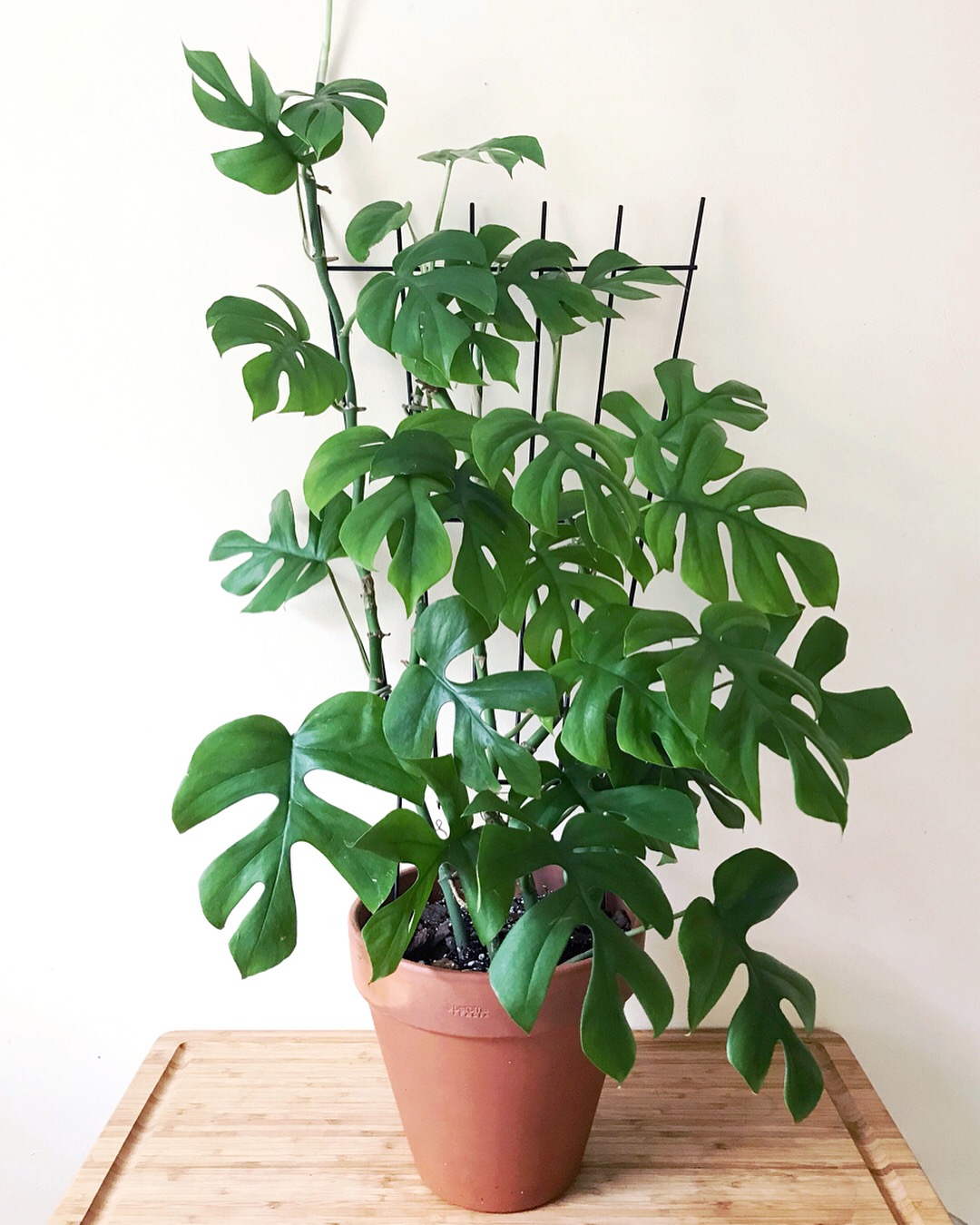 tetrasperma rhaphidophora plant philodendron minima profile stem lifestyle plants