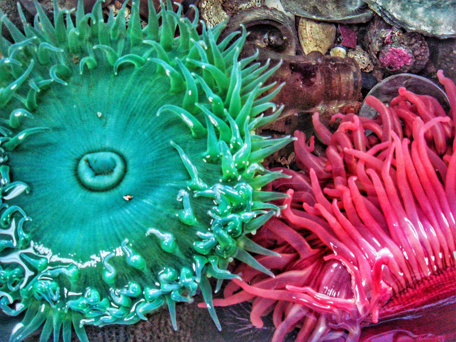 Sea Shorts: Sea anemones- the flowers (& predators) of the sea