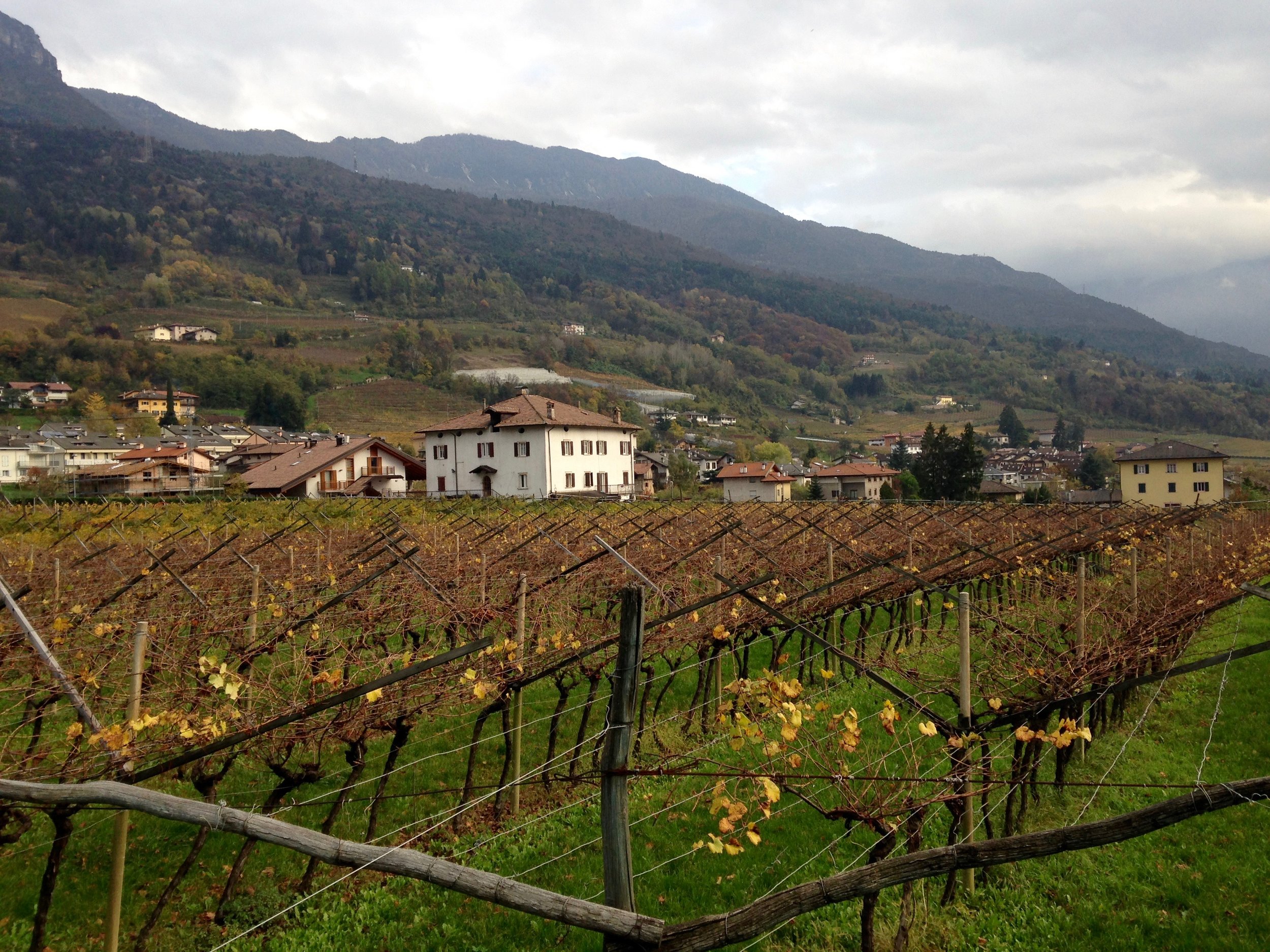 italian vineyard trento
