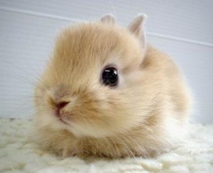 This article just got really depressing, so here's a cute bunny to cheer you up.