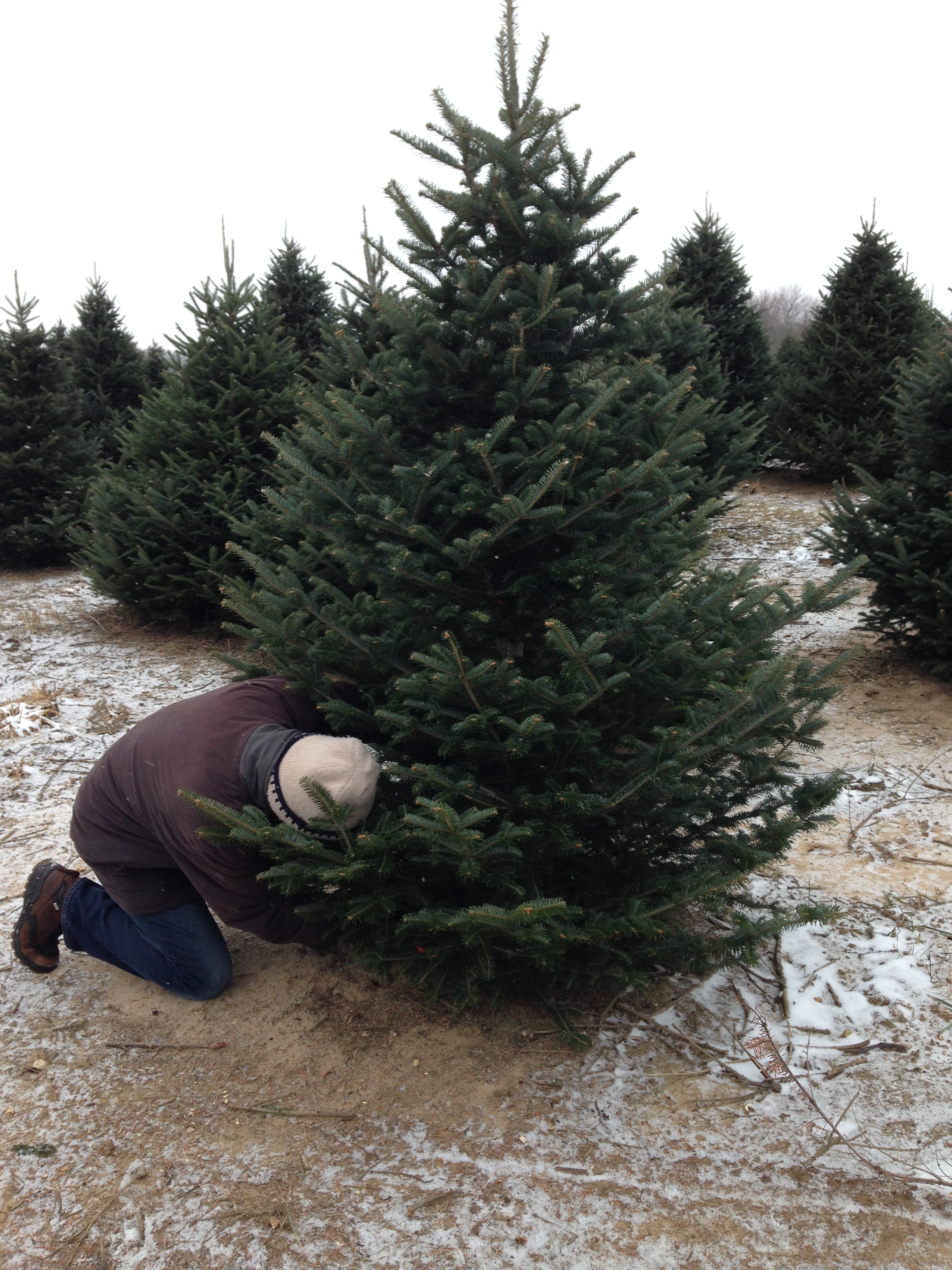 My husband cutting down our 2014 Christmas tree.