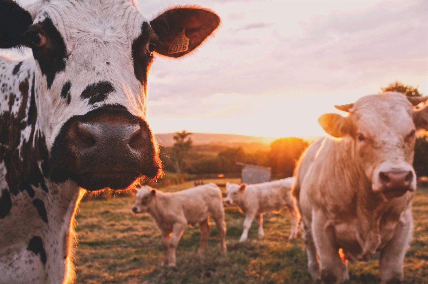 Unraveling the Beef: Debunking Meat Myths and Separating Fact from Fiction — No Shoes Nutrition | Certified Holistic Nutrition Consultant + Coach