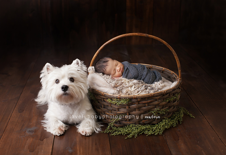 sacramento newborn photographer with big brother terrier