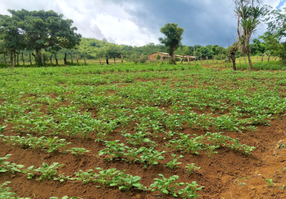Newly designed agricultural fields in Saran, Guinea