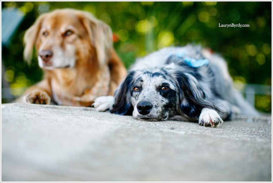 Lauryn Byrdy Photography_Columbus Ohio and Portland Oregon Lifestyle Pet and Dog photographer