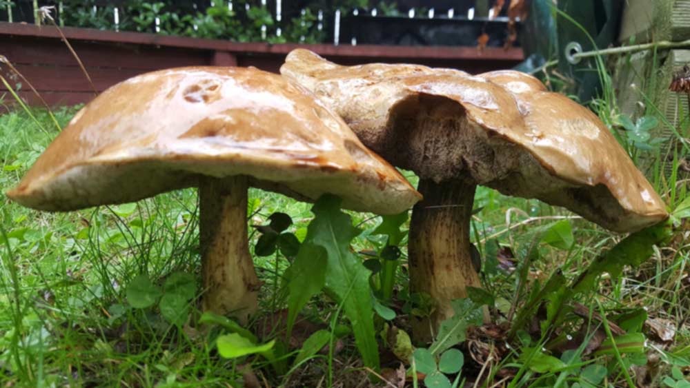The Not So Marvellous Mushroom Crewcut Lawn Garden