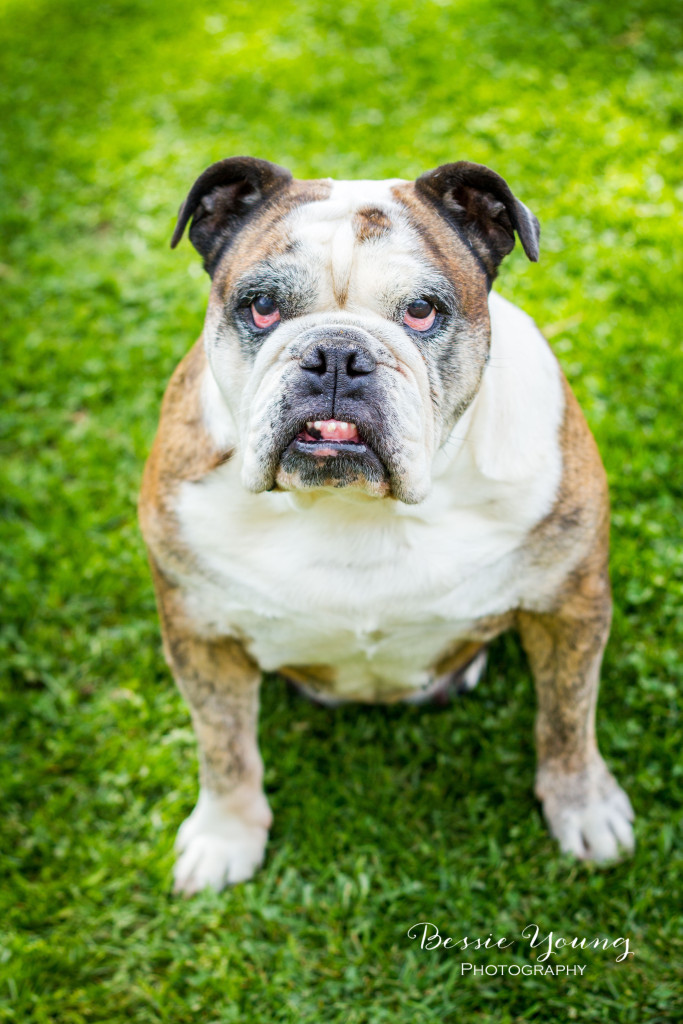 English Bulldog Pet Portraits Fresno