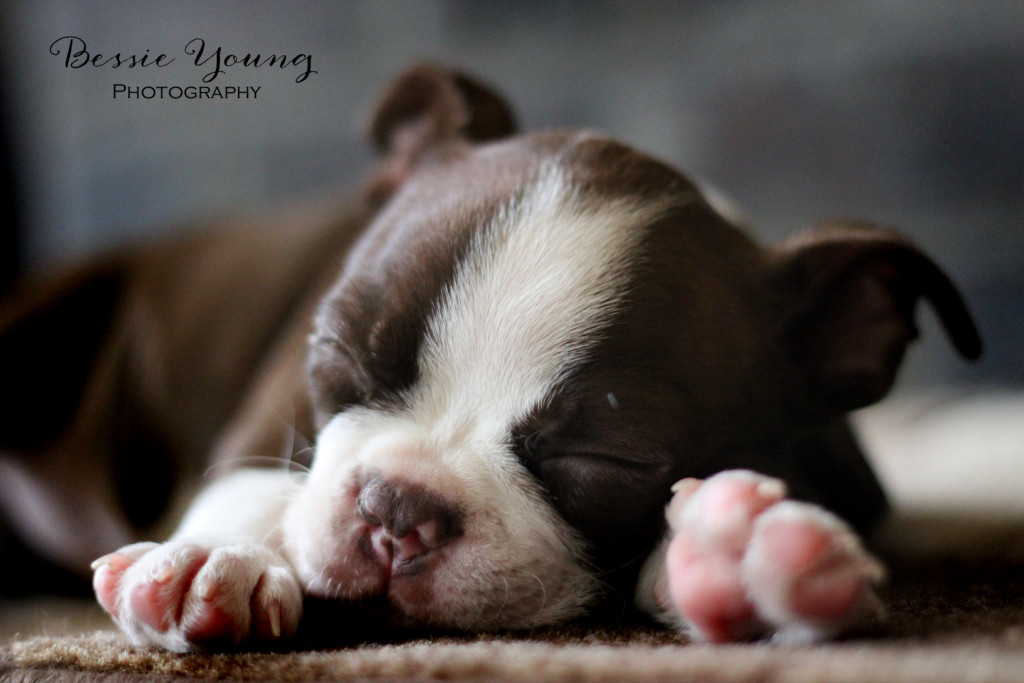 Bessie Young Photography Boston Terrier Tazzle