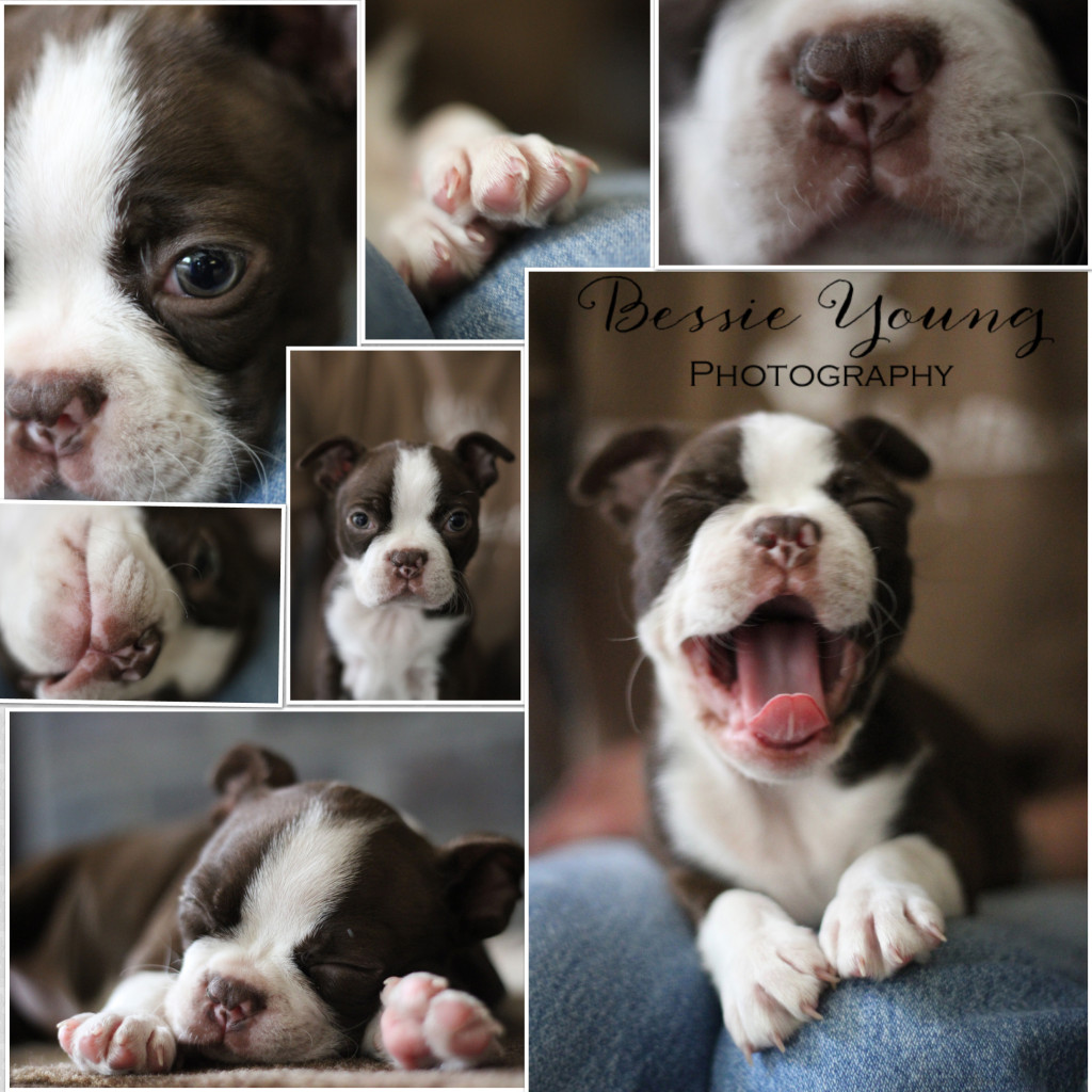Bessie Young Photography Boston Terrier