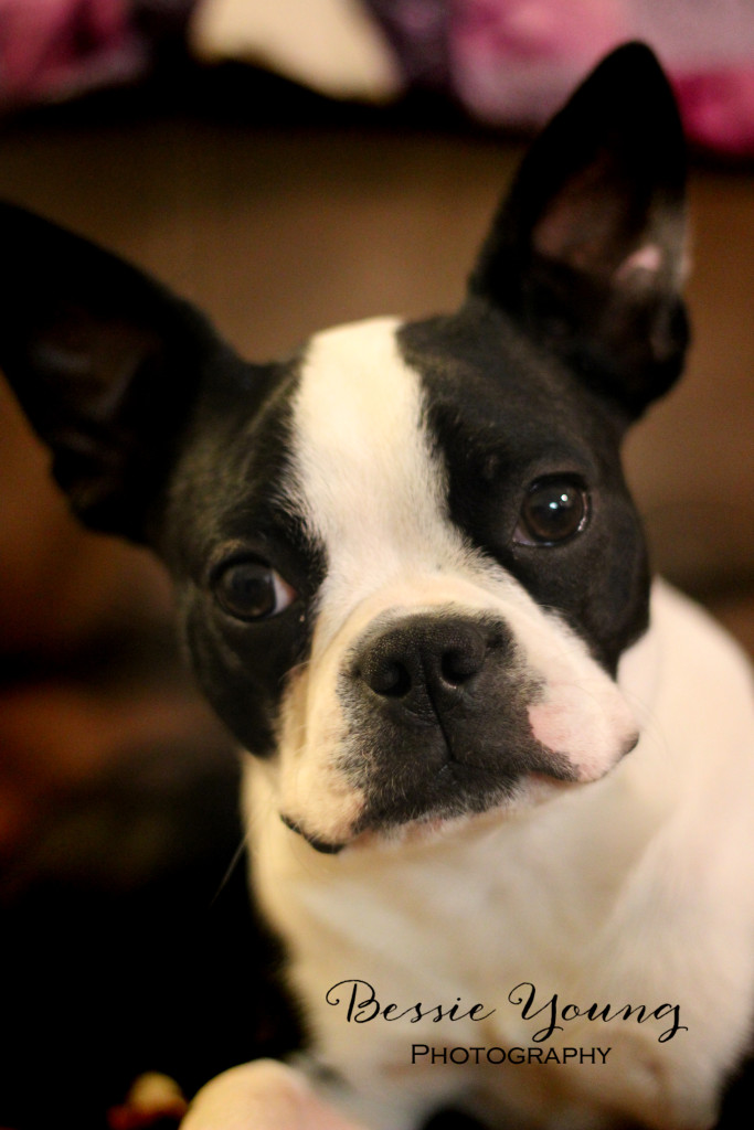 bessie young photography boston terrier yota