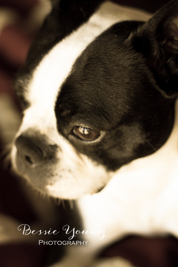 Boston Terrier Bessie Young Photography