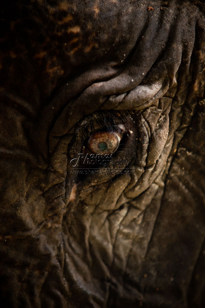 Elephant Eyes