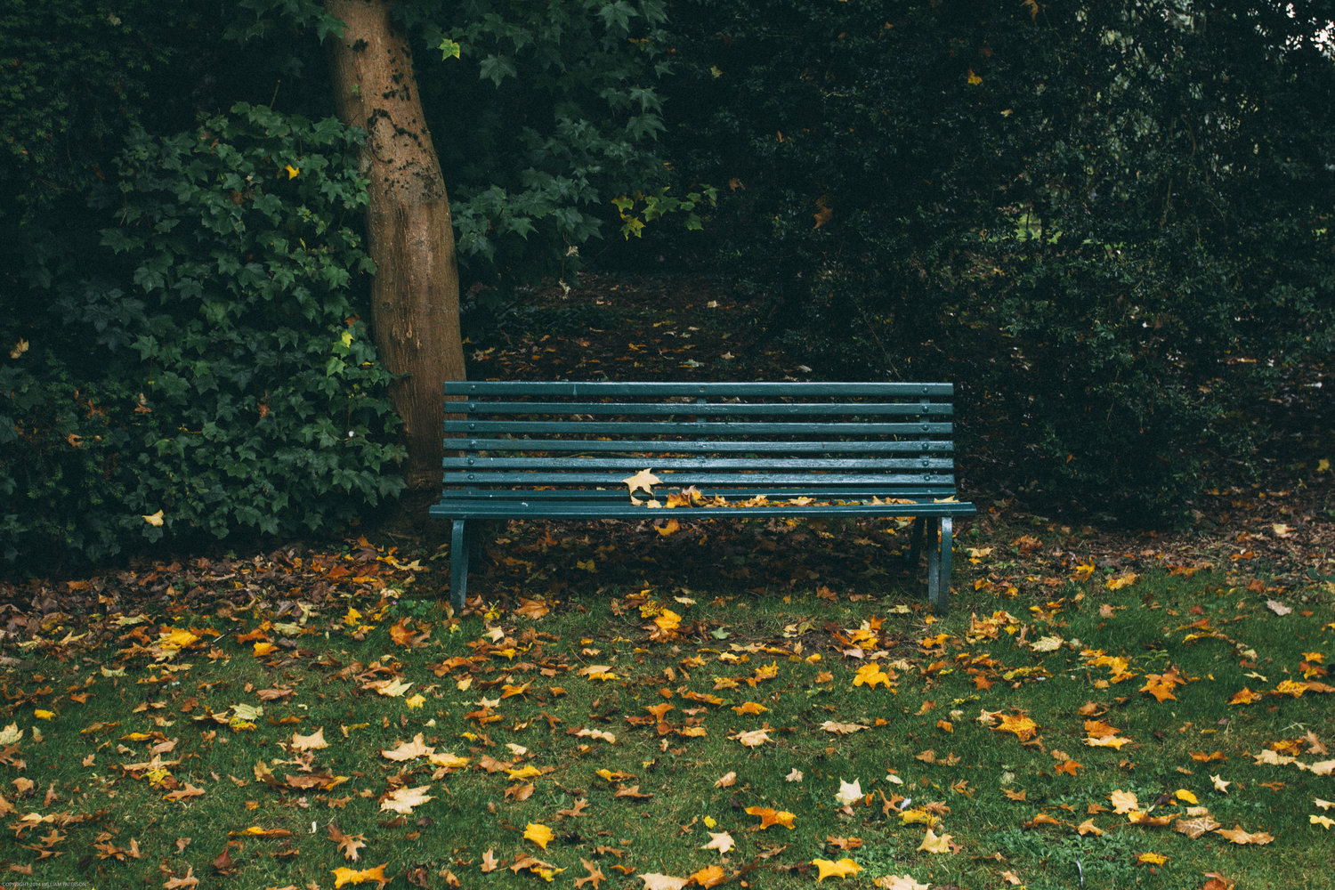Minisode| Thanksgiving Thoughts from a Park Bench