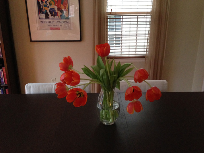 bright orange tulips