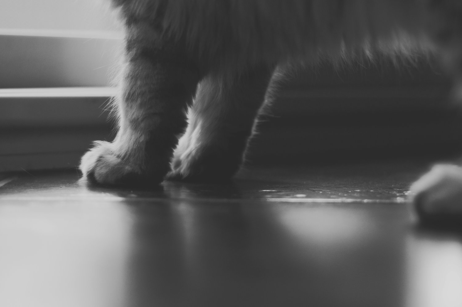 How To Prevent Cat Litter Tracking On Floors According To A Cat