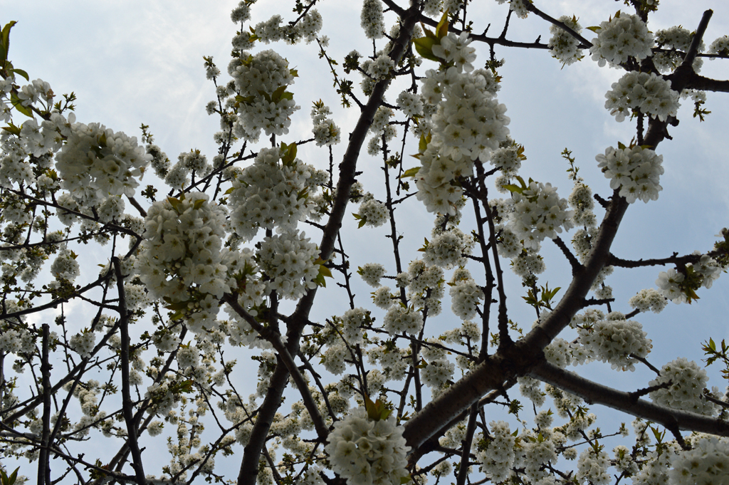 Looking up through the cherry tree (spring 2016)