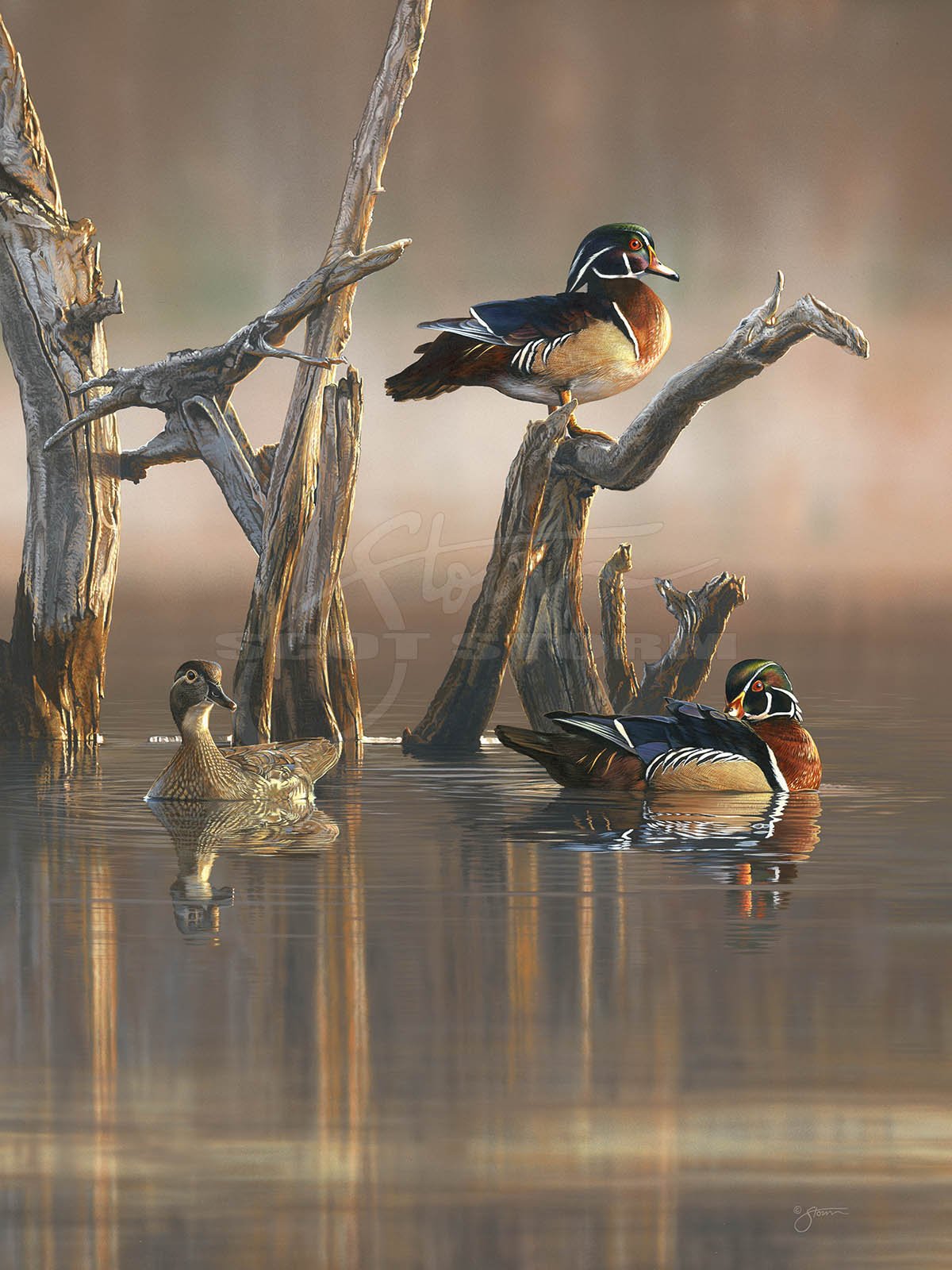 Tranquil Waters - Wood Ducks — Scot Storm Wildlife Art