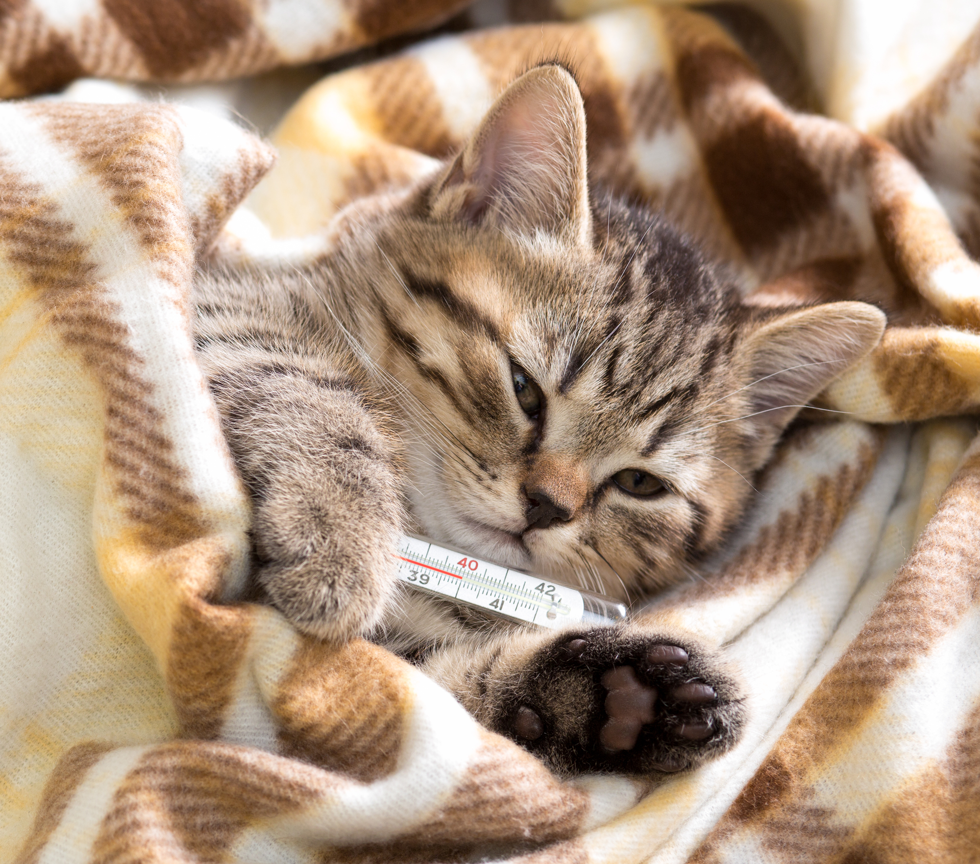 medicine for kittens with cold