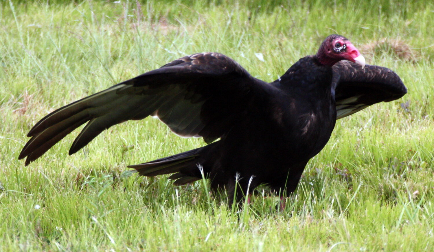 Vultures on the Rise in your Neighborhood? No Need to Move Out