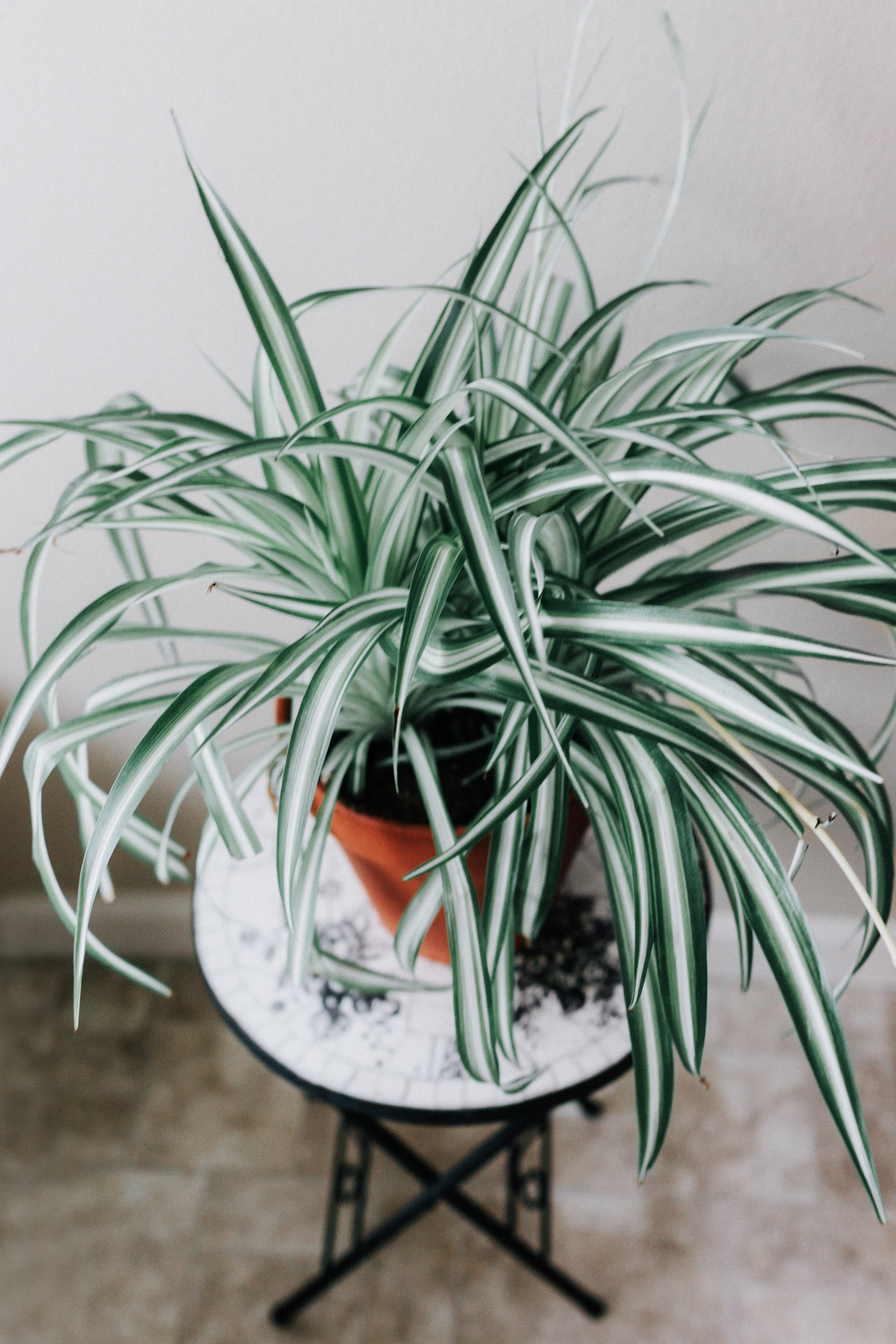 Spider Plant Chlorophytum Comosum Houseplant Academy Houseplant Courses And Education For The Indoor Plant Person,Best Dishwasher