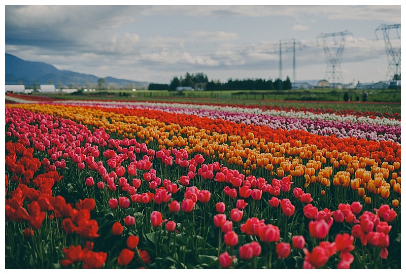 Abbotsford Tulip Festival holds contest for solo time with 2.5 million  flowers