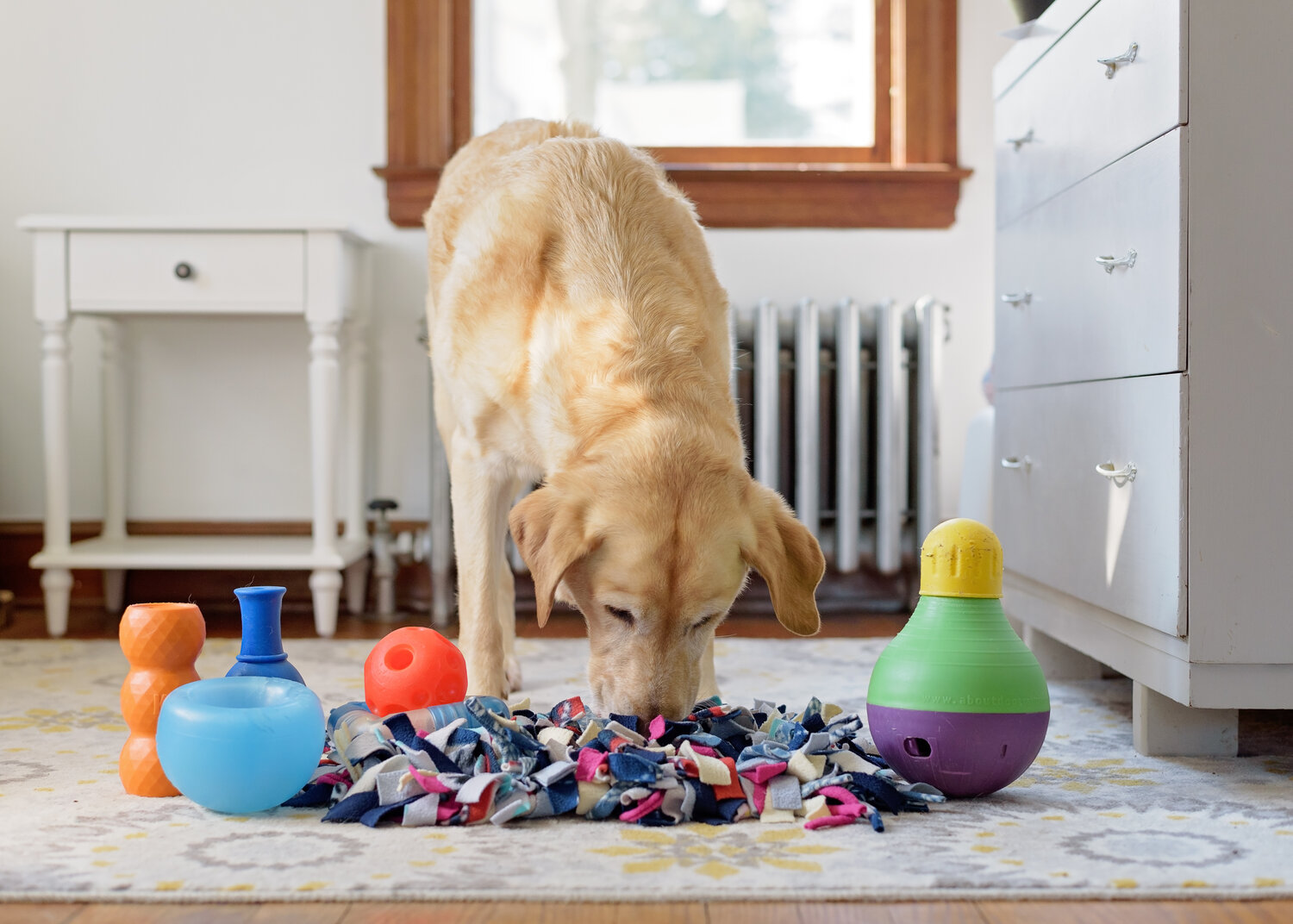 Choosing the Best Interactive Dog Toys & Food Puzzles