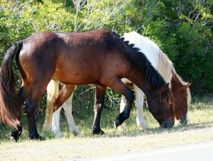 Chesapeake Horses