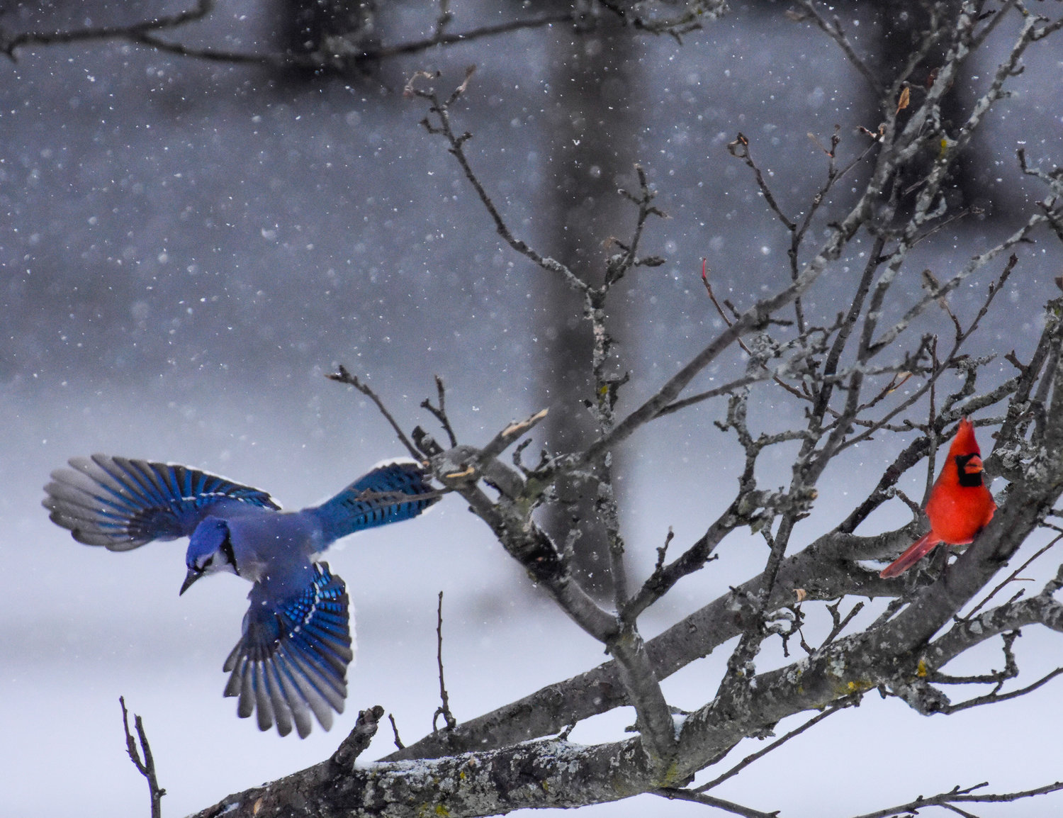 Male Cardinal in Tree and Blue Jay in Flight — Rob Swanson Photography