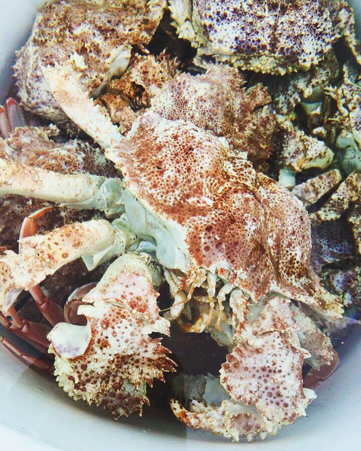 Box crab, harvested by Dan Major.