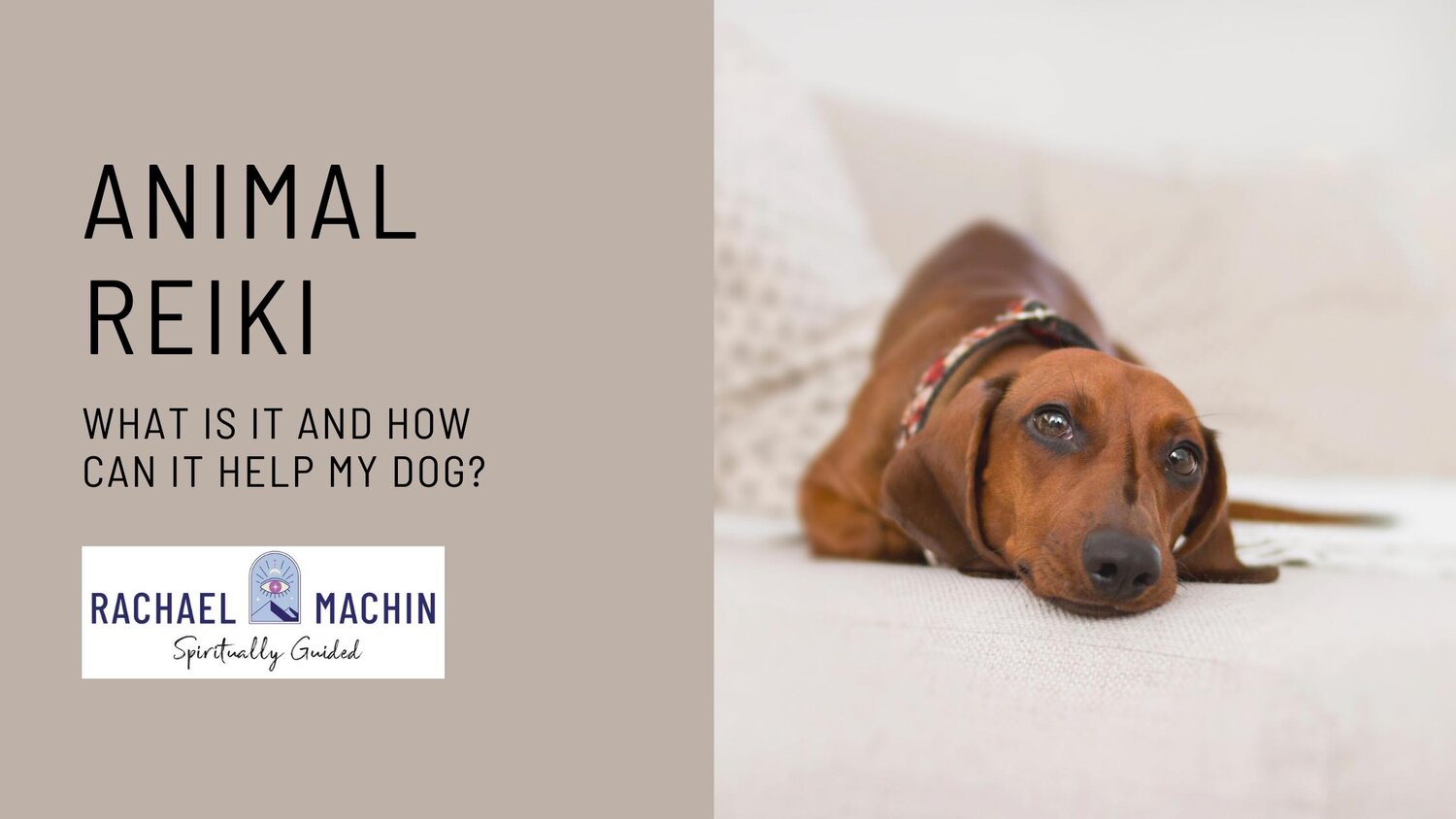 What is Animal Reiki and Can it Help My Dog? — Katie & Co