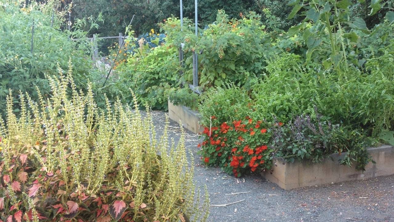 Herb Garden Ideas Rectangular Herb Garden Layout
