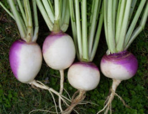 turnips001